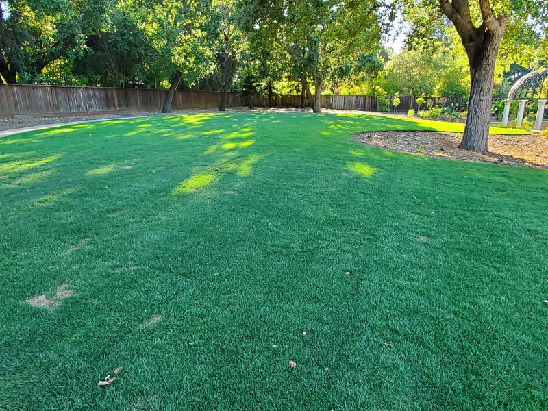 Sod and Synthetic Grass
